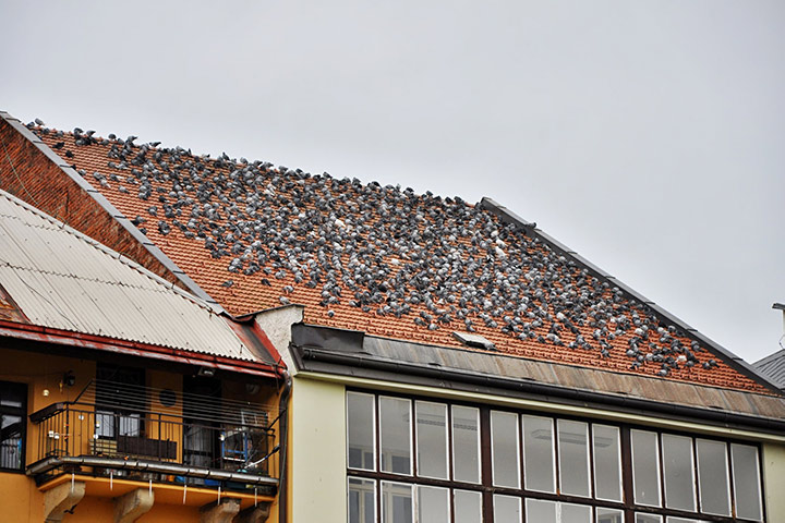 A2B Pest Control are able to install spikes to deter birds from roofs in Sherborne. 