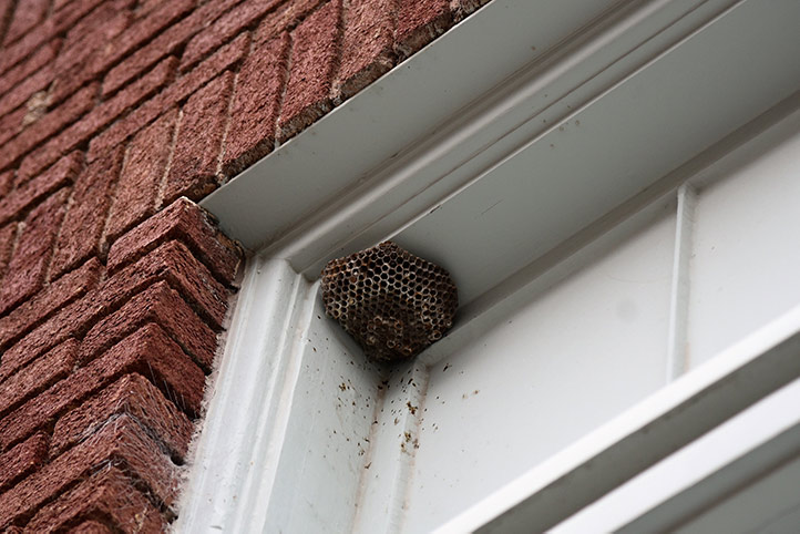 We provide a wasp nest removal service for domestic and commercial properties in Sherborne.